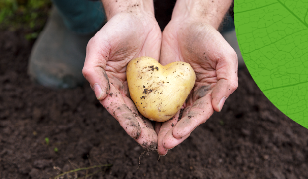 Nieuw! Factsheet De rol van aardappel(producten) in een gezond en duurzaam voedingspatroon